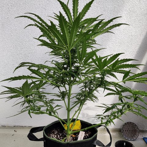 Ida growlog timeline photo