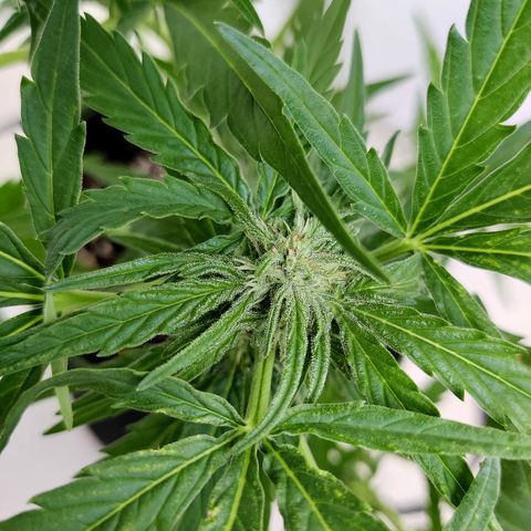 Ida growlog timeline photo