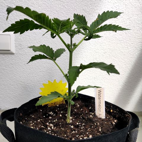 Waltraud growlog timeline photo