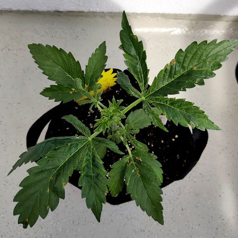 Waltraud growlog timeline photo