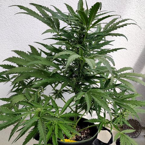 Ida growlog timeline photo