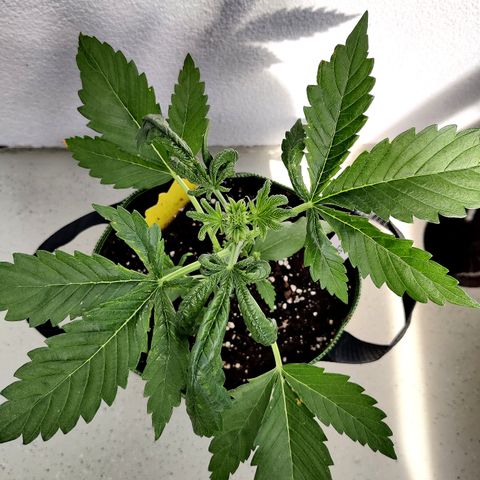 Jule growlog timeline photo