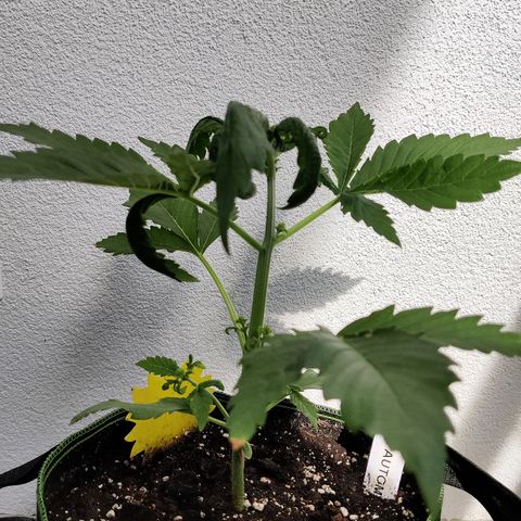 Jule growlog timeline photo