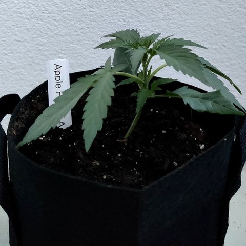Anna growlog timeline photo