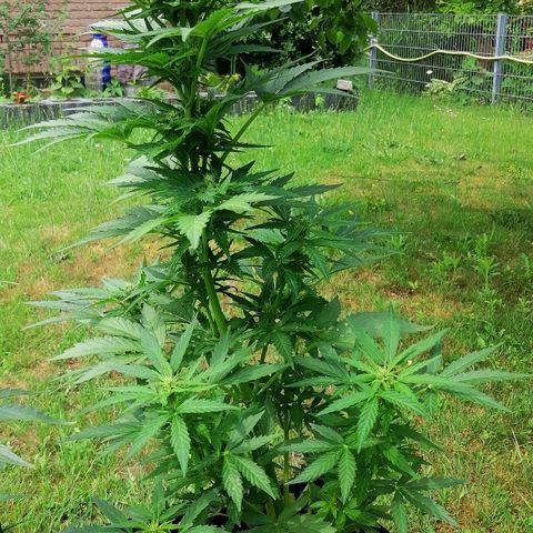 Susanne growlog timeline photo