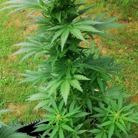 Susanne growlog timeline photo