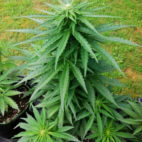Bärbel growlog timeline photo