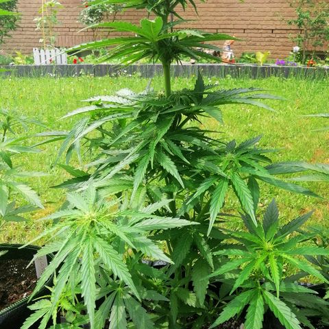 Bärbel growlog timeline photo