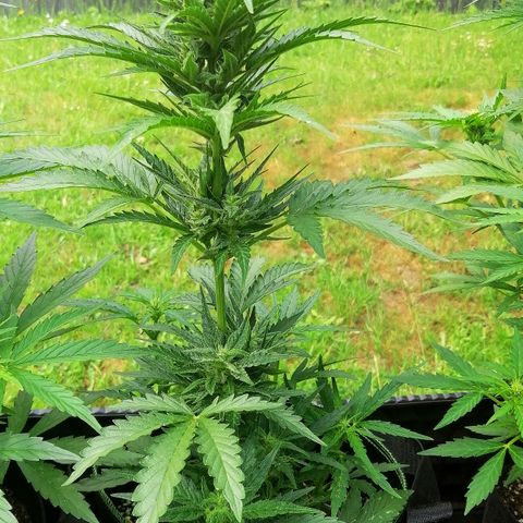 Julia growlog timeline photo