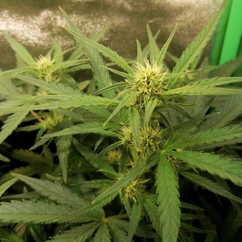 Elli growlog timeline photo