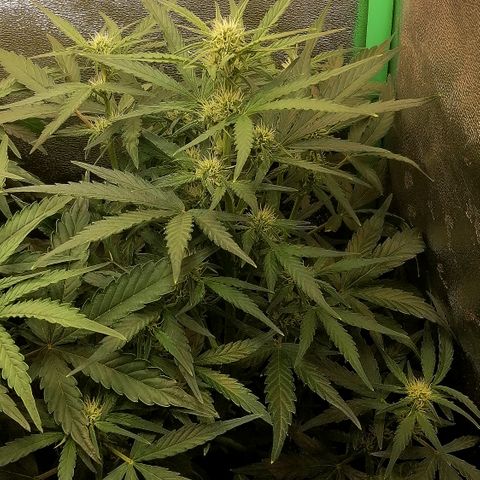Elli growlog timeline photo
