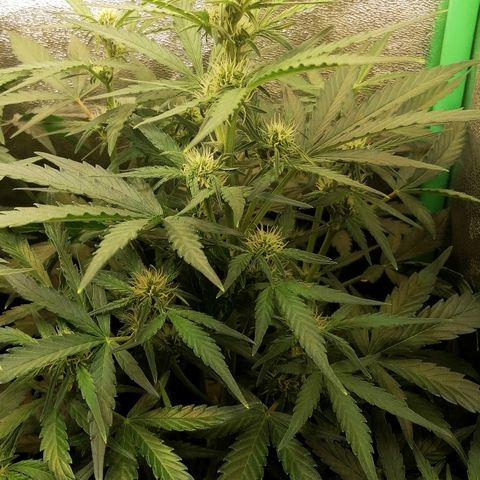 Elli growlog timeline photo