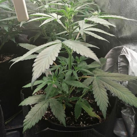 Ute growlog timeline photo