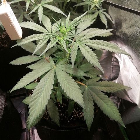 Ute growlog timeline photo