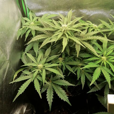Cinderella growlog timeline photo