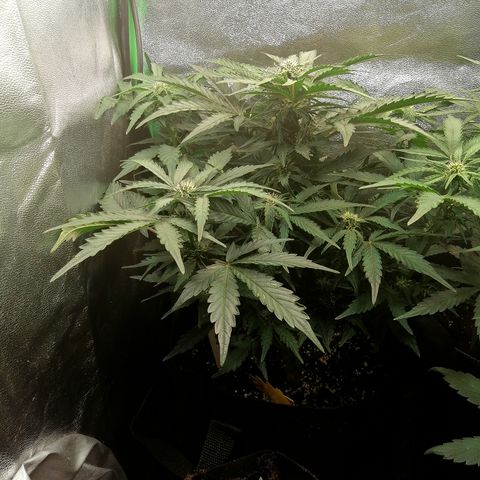 Cinderella growlog timeline photo