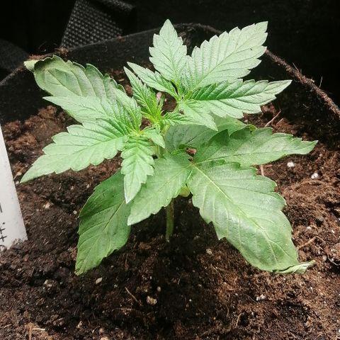 Anna growlog timeline photo