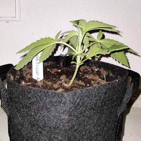 Anna growlog timeline photo