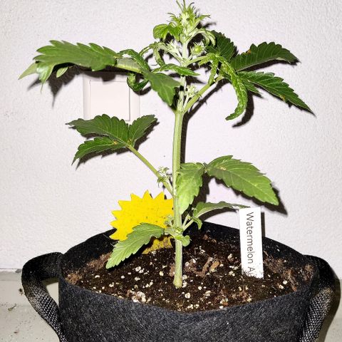 Waltraud growlog timeline photo