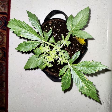 Waltraud growlog timeline photo