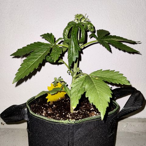 Jule growlog timeline photo