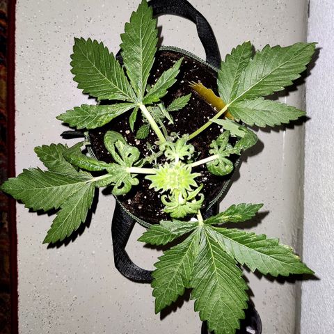 Jule growlog timeline photo