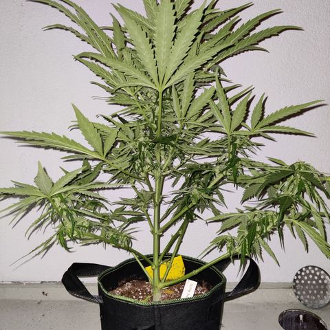 Ida growlog timeline photo