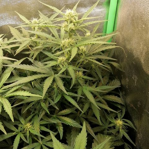 Elli growlog timeline photo