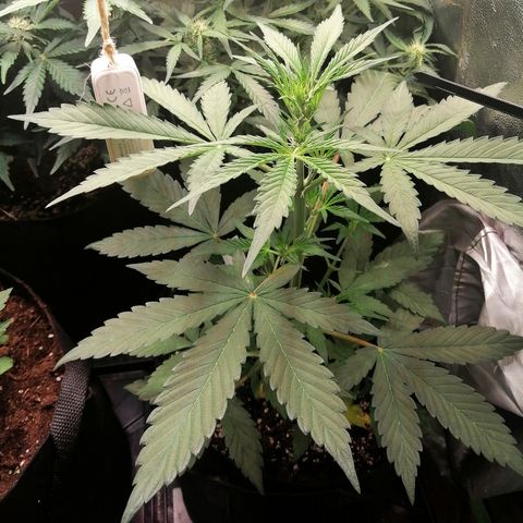Ute growlog timeline photo