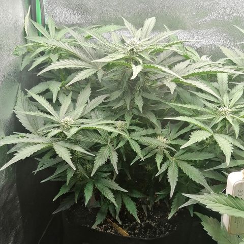 Cinderella growlog timeline photo