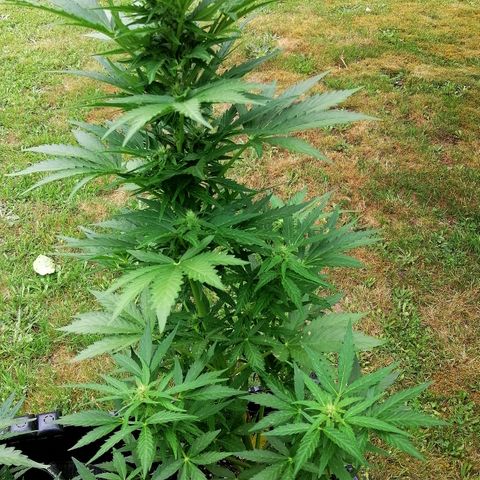 Susanne growlog timeline photo