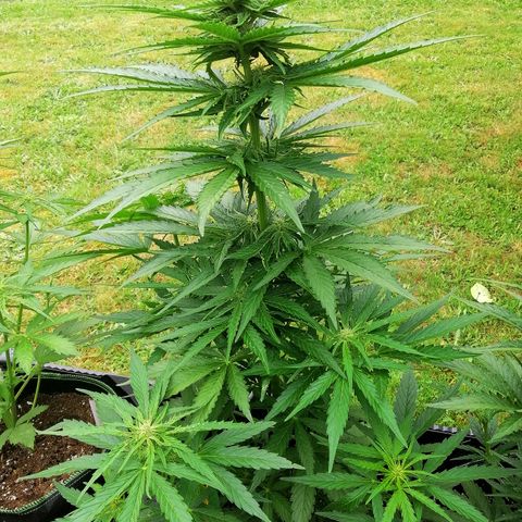 Bärbel growlog timeline photo