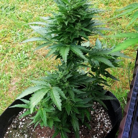 Julia growlog timeline photo