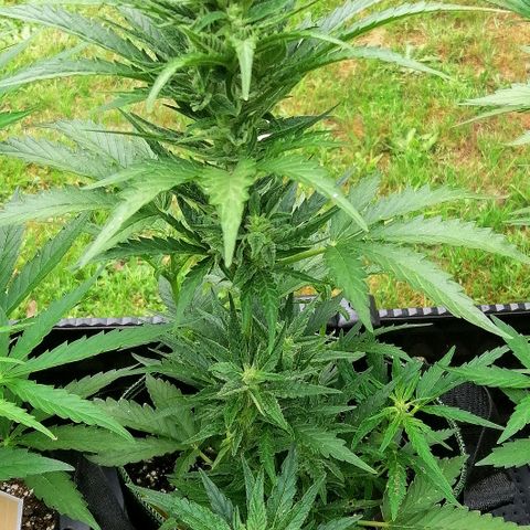 Julia growlog timeline photo