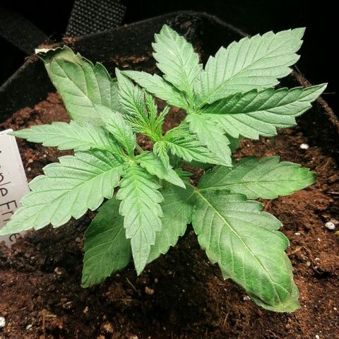 Anna growlog timeline photo