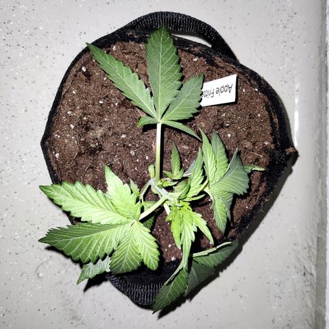 Anna growlog timeline photo