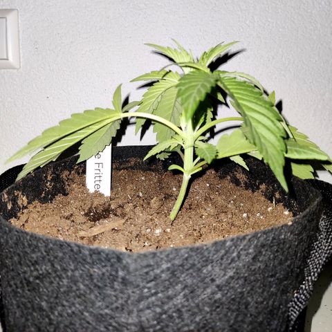 Anna growlog timeline photo