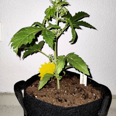 Waltraud growlog timeline photo
