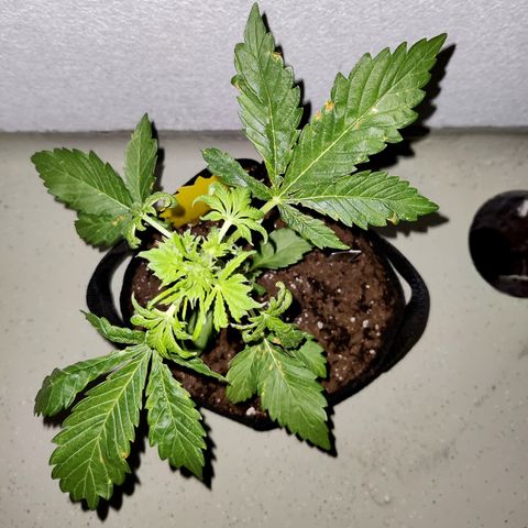 Waltraud growlog timeline photo