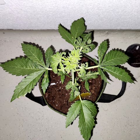Jule growlog timeline photo