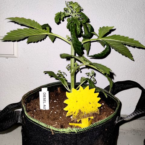 Jule growlog timeline photo
