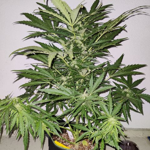 Ida growlog timeline photo