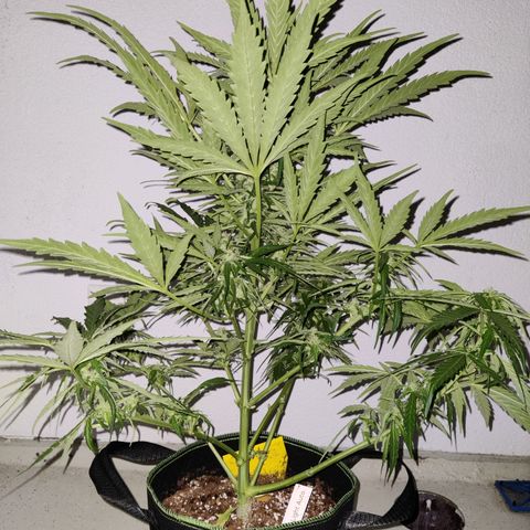 Ida growlog timeline photo