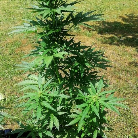 Susanne growlog timeline photo