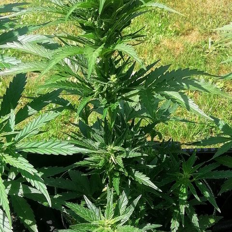 Julia growlog timeline photo