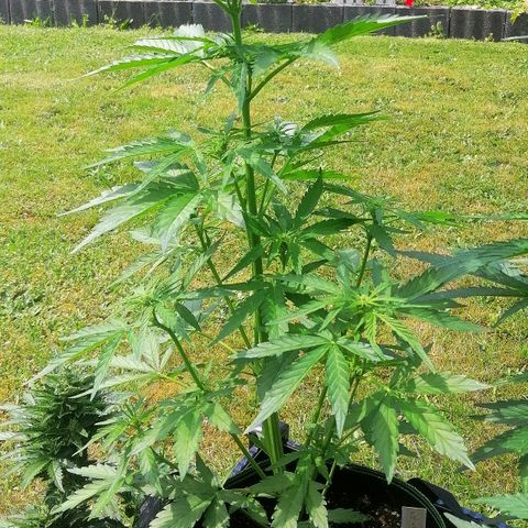 Elli growlog timeline photo