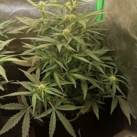 Elli growlog timeline photo