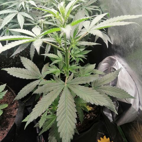 Ute growlog timeline photo