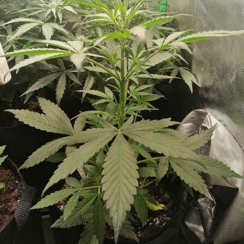 Ute growlog timeline photo