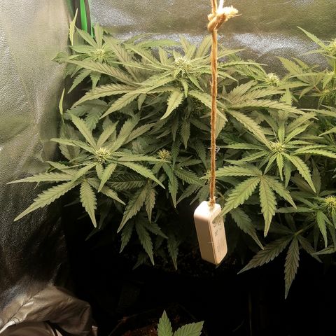 Cinderella growlog timeline photo